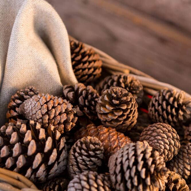 pinecones