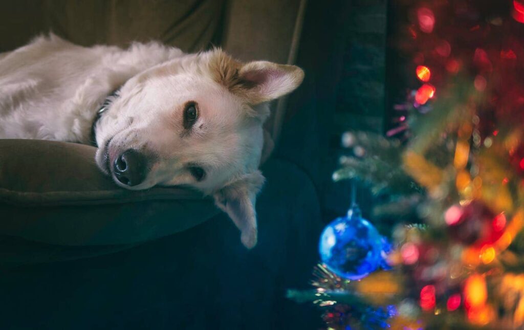 a dog with Xmas tree