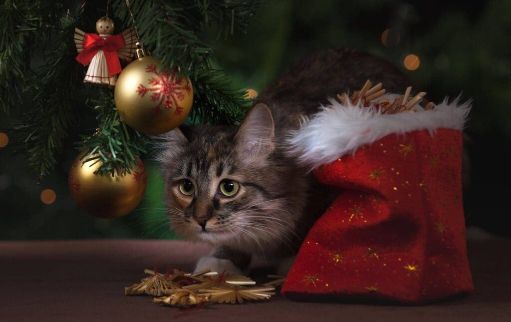 a cat under Christmas tree